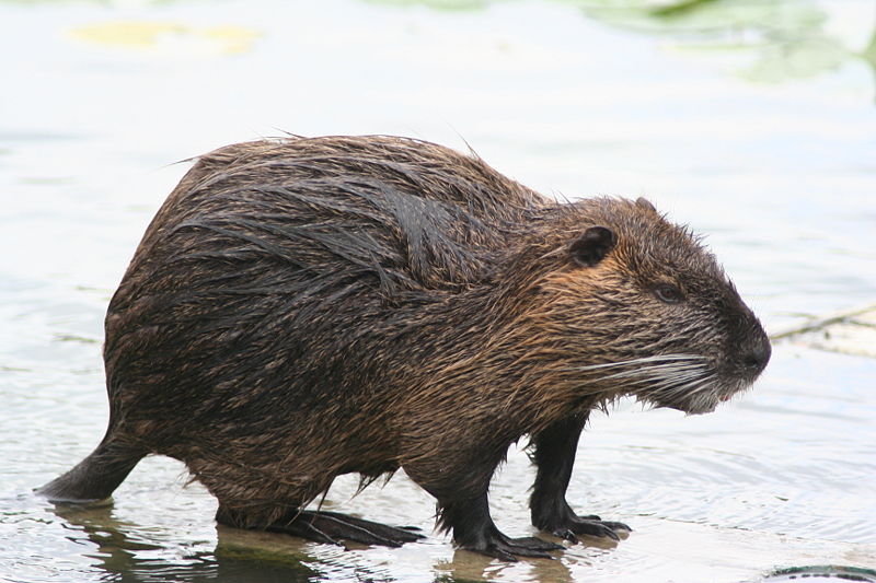 Les Mammiferes Aquatiques Lasorgue Fr Les Mammiferes Aquatiques Lasorgue Fr