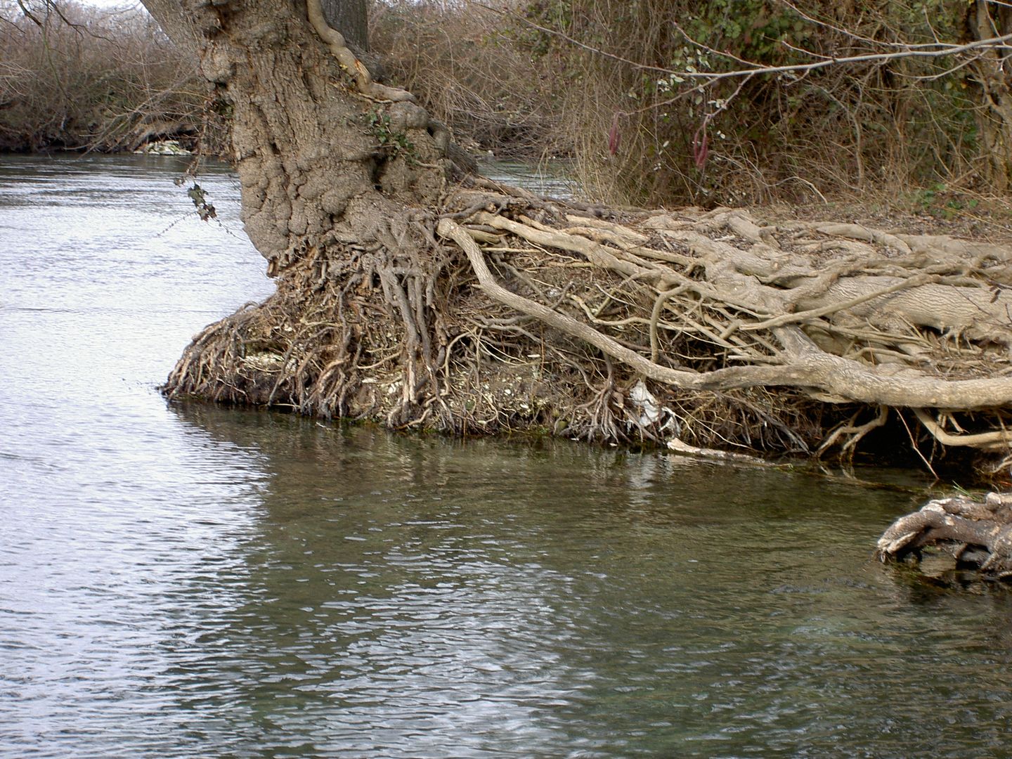 La flore de bord de rivière, la ripisylve